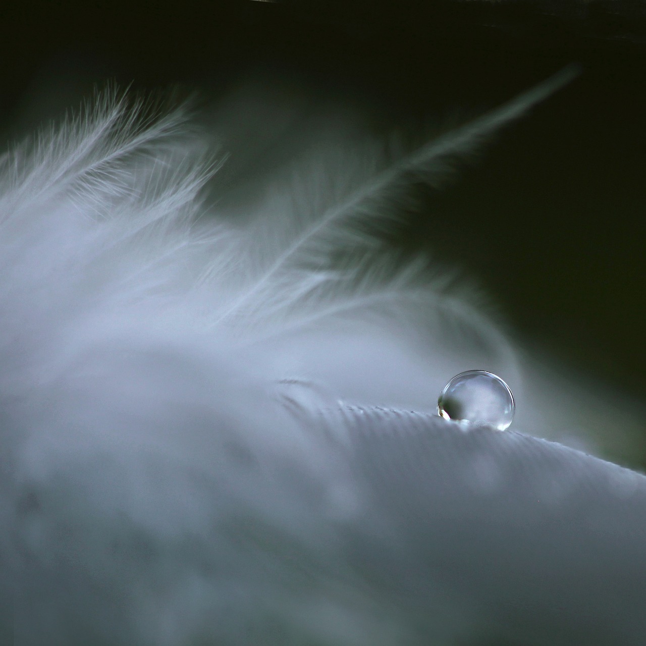 feather, drop, soft-2571777.jpg