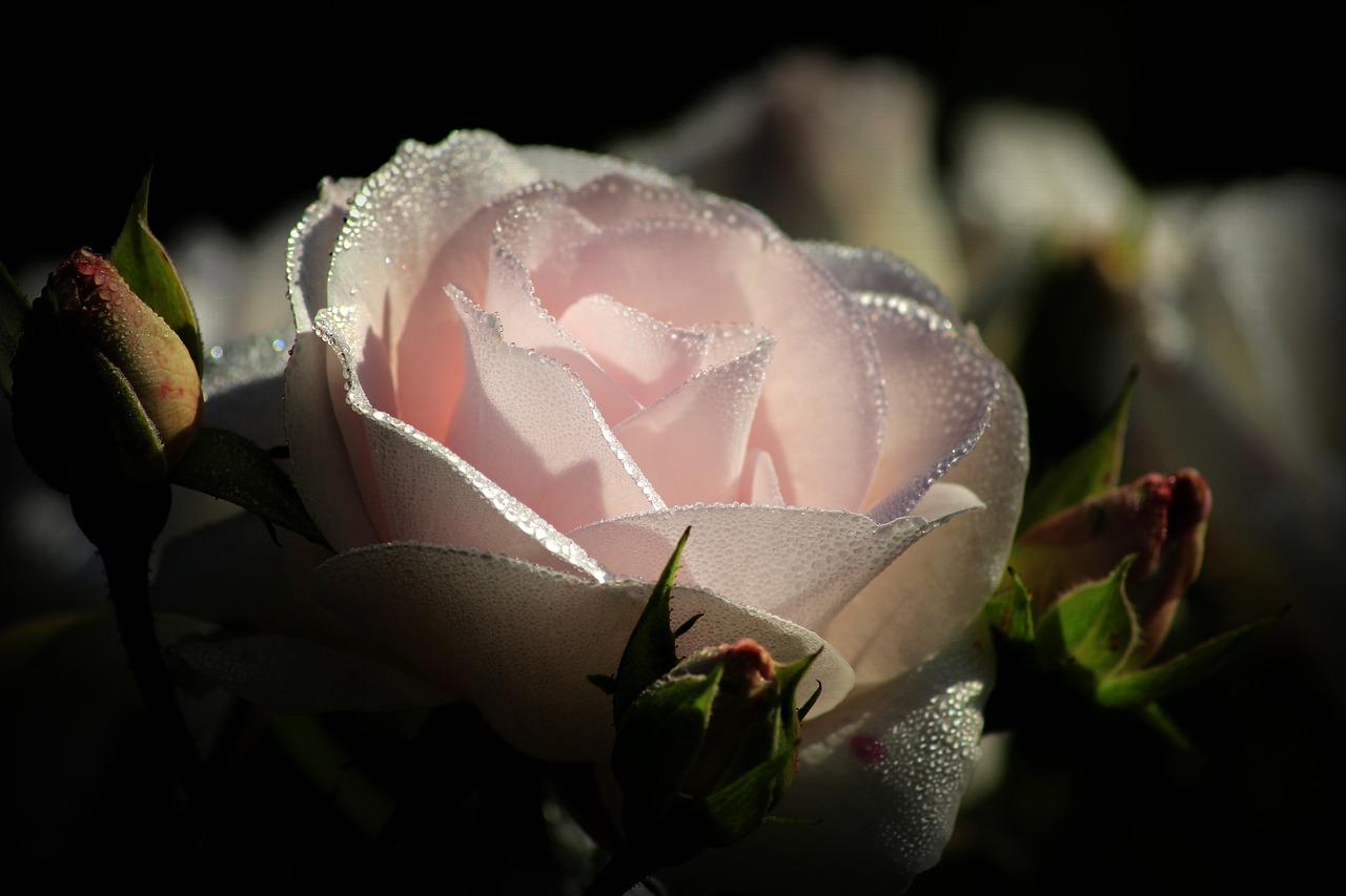pink, rose, dew-2893502.jpg